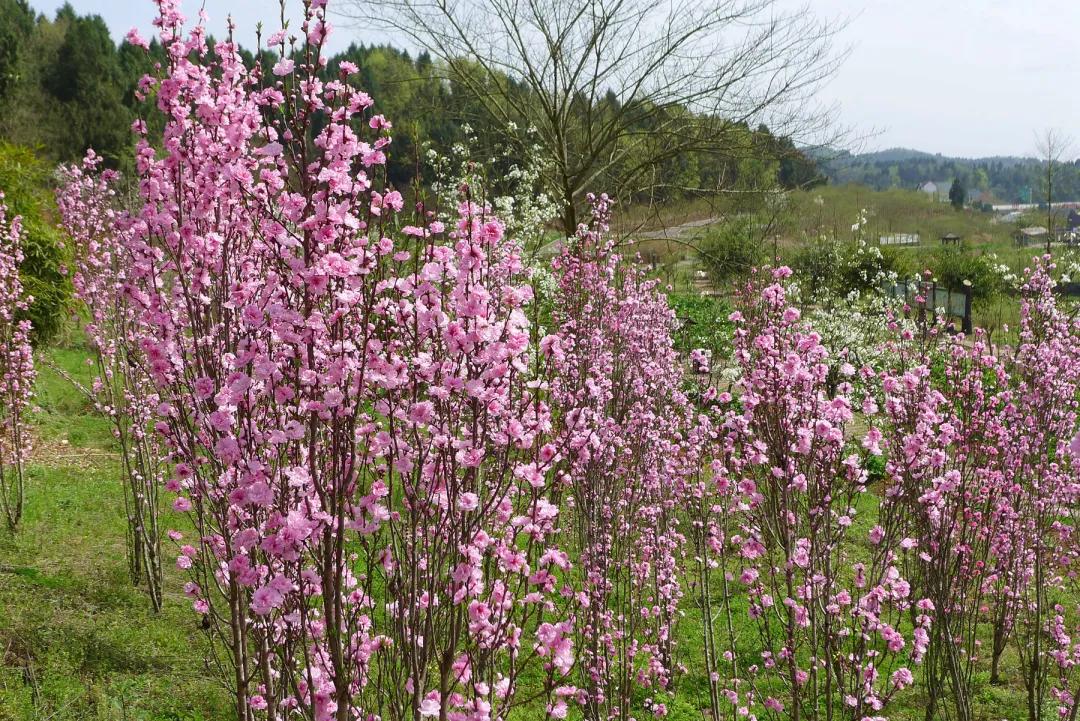 云赏花的小视频,云赏花路