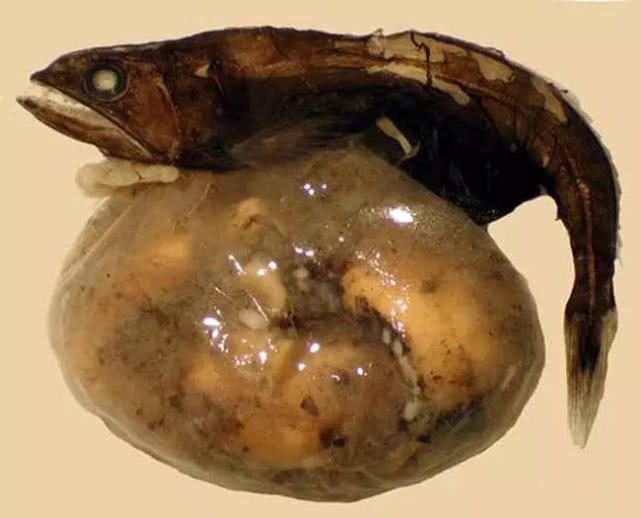 世界上最丑的鱼叫什么鱼,世界上有哪些极丑的鱼