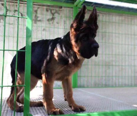 德国牧羊犬分为几种？分别都有什么作用