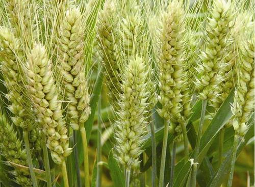 小麦拌种剂需要防治什么病虫害,小麦拌种剂用多了对小麦的危害