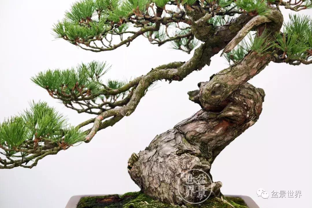 松树盆景经典大片,大斜杆式盆景得金奖作品松树