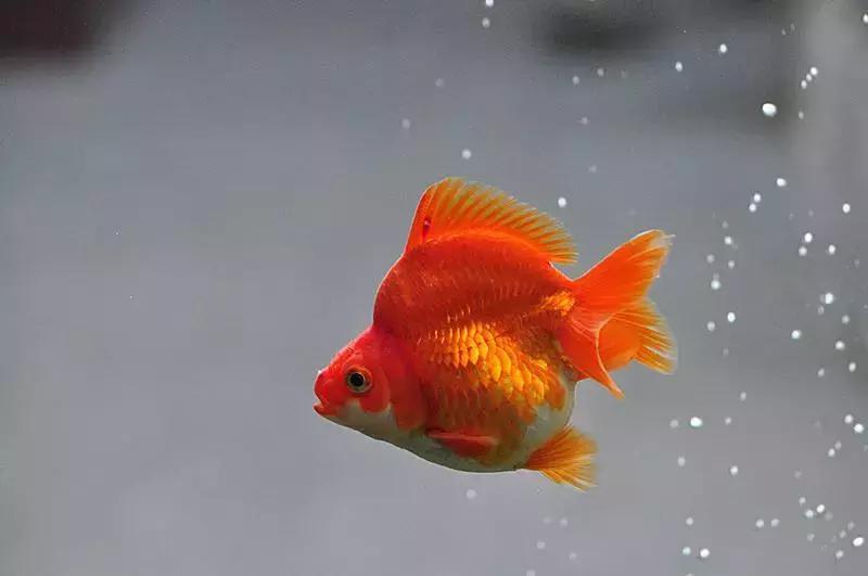 我喜欢的小动物狗作文三年级,三年级下册小动物作文可爱的小狗