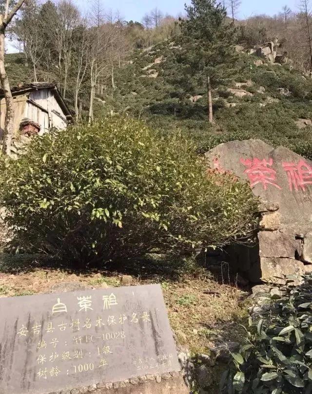 中国十大名茶冲泡图解值得收藏,值得收藏的中国名茶