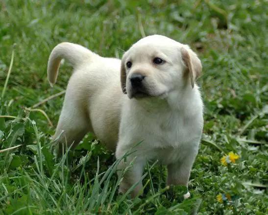 45种狗狗,45种狗类