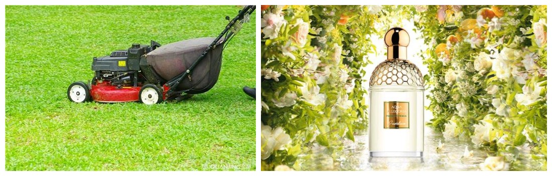 奇怪香水味道测评,最常见的香水味道