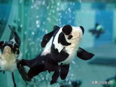 家庭养鱼小技巧和方法,观赏养鱼的方法和技巧