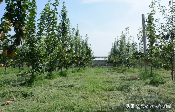 蚜虫防治药剂分析科学选择,小虫之王蚜虫怎么防