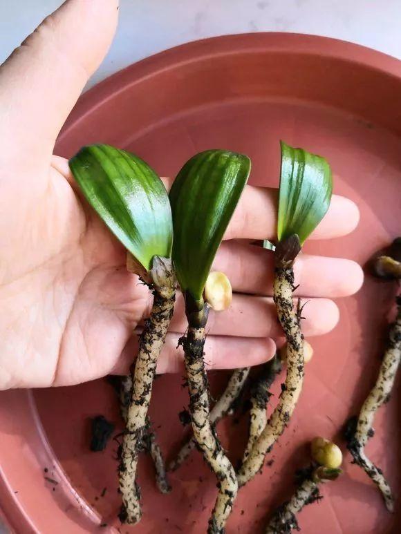 君子兰花盆里长黑色长毛,盆栽君子兰底下长小芽怎么回事