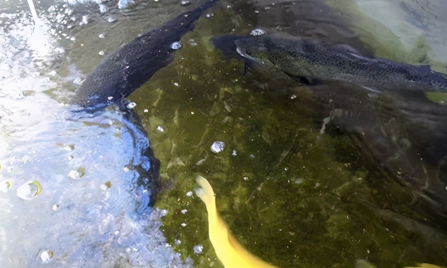高温死鱼的预防措施,高温死鱼怎么防治