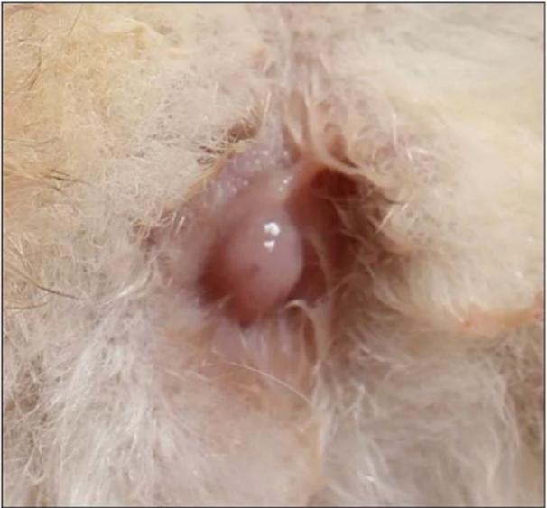 猫闭锁性子宫蓄脓治疗的最佳方法,母猫子宫囊肿什么状况