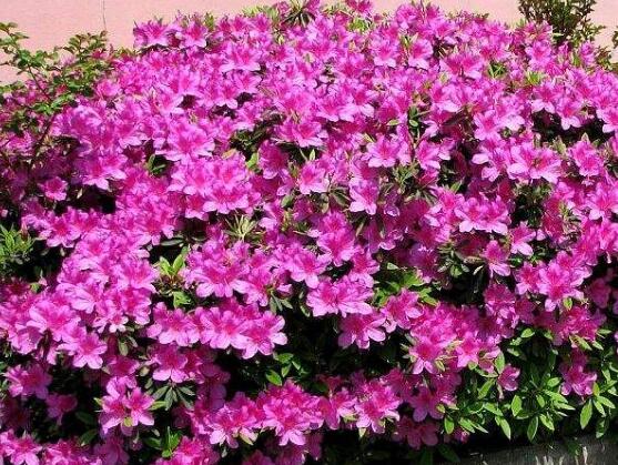 杜鹃花十大品种排名及图片欣赏,杜鹃花的品种有哪些图片