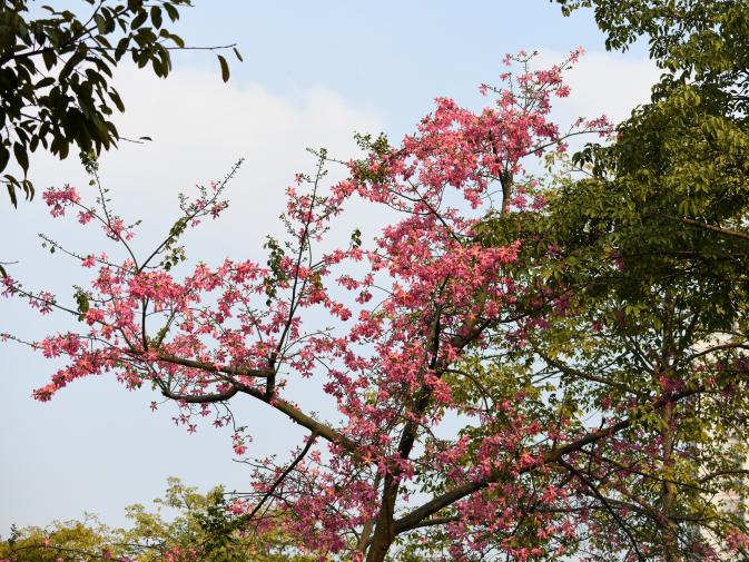 广州晓港公园拍到黑枕黄鹂,广州晓港公园简介