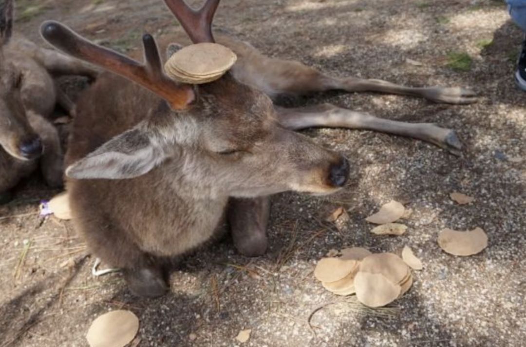 中国游客都不出门了，这谁顶得住？
