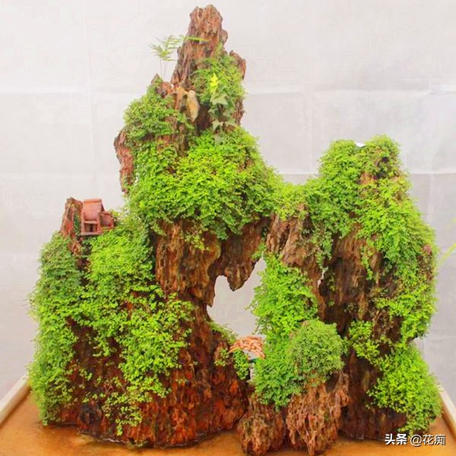 上水石上面栽什么植物好看,上水石上的绿植挡住了好吗