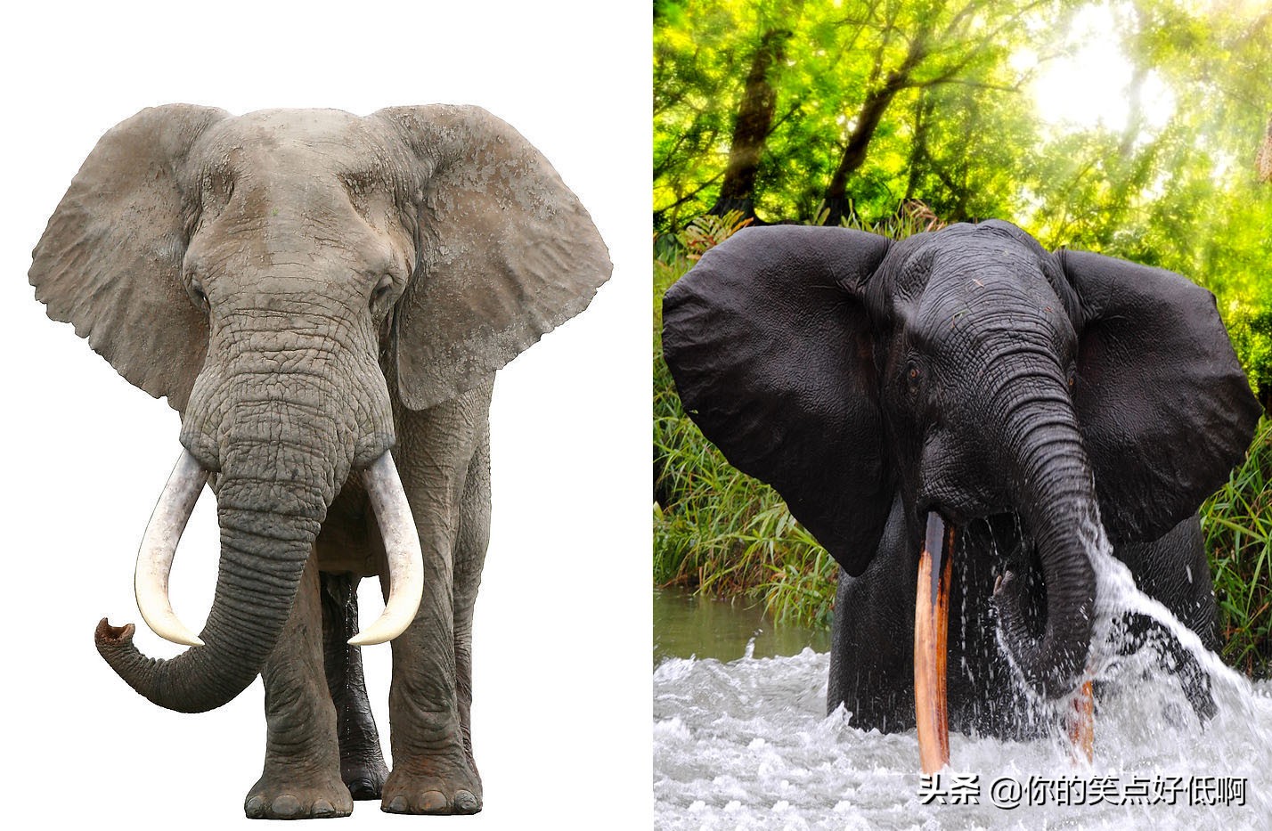 大象只有非洲象和亚洲象两种？错了
