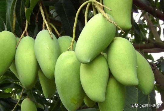 凯特芒果种子怎样育苗,芒果是怎么育苗