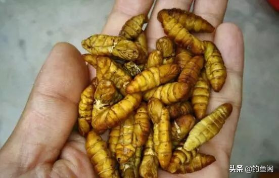 野钓除了蚯蚓用什么饵,野钓用什么活饵最好