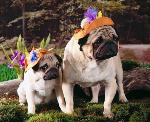 如果你有一只巴哥犬,那么不妨看看这篇文章,或许会收获许多