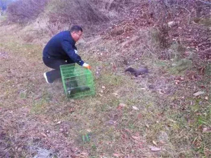 网红飞鼠被非法捕捉，不做检疫便低价出售，专家建议：危险别养！