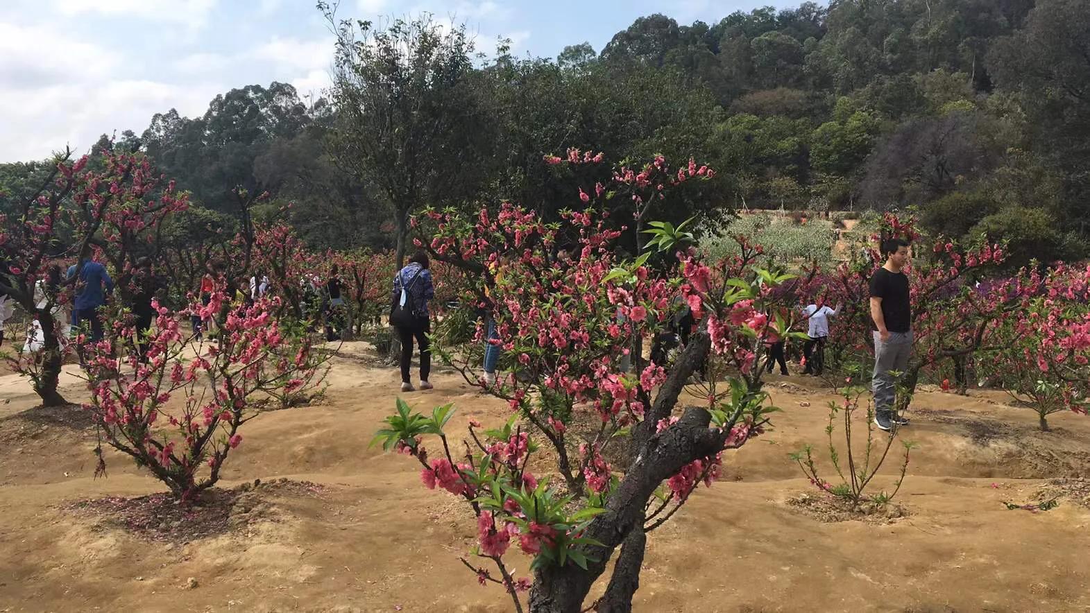 桃花励志花语大全,桃花的星座和花语