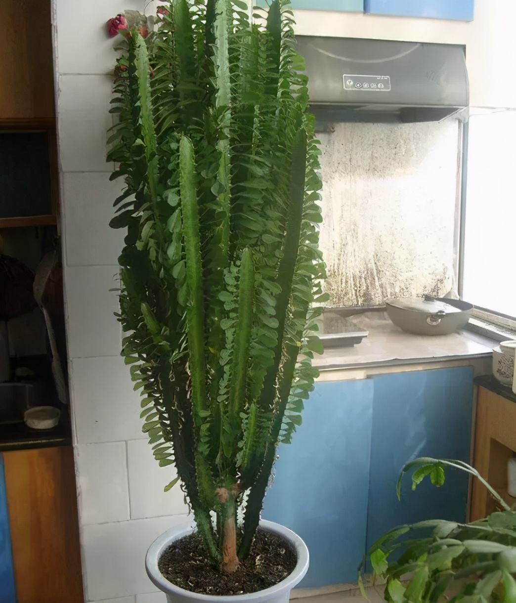 吸甲醛和苯的植物多久可以见效,卧室放什么植物吸甲醛最好