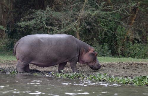 顶翻狮子、口撕鳄鱼的河马，到底有多恐怖？非洲只有一物能制服它