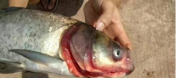 鱼类败血症病原,鱼类败血症的症状