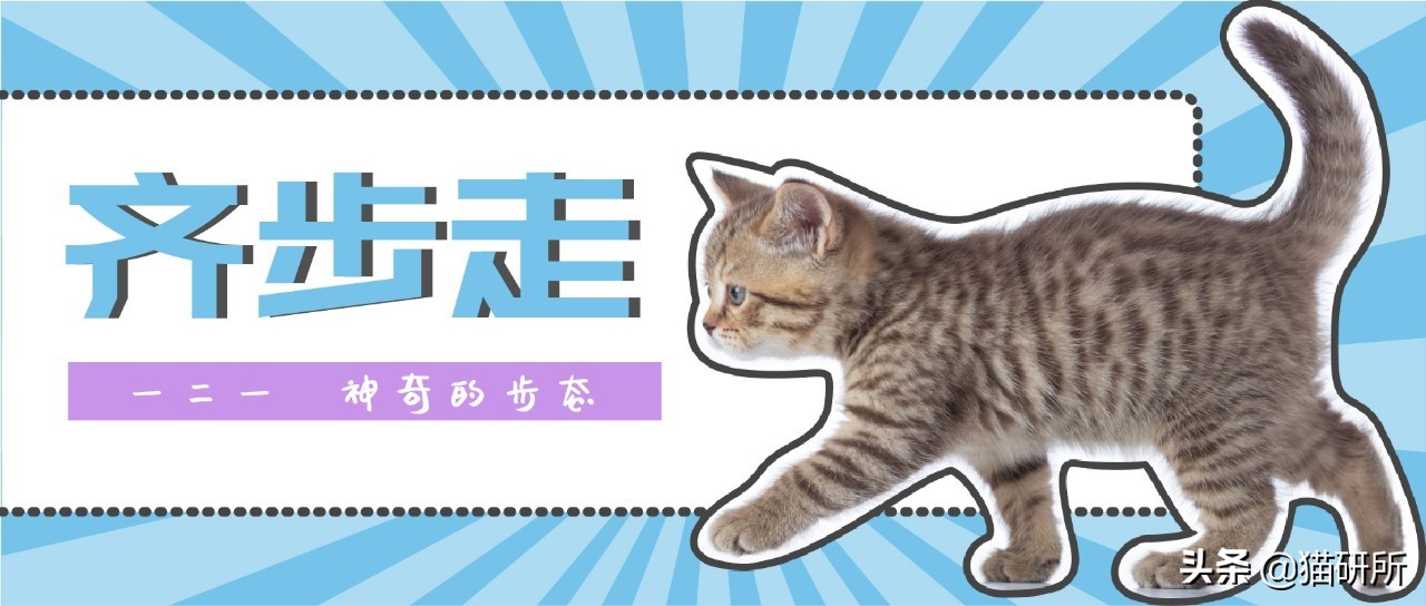 猫咪的魔性走姿,猫咪的十种沙雕动作