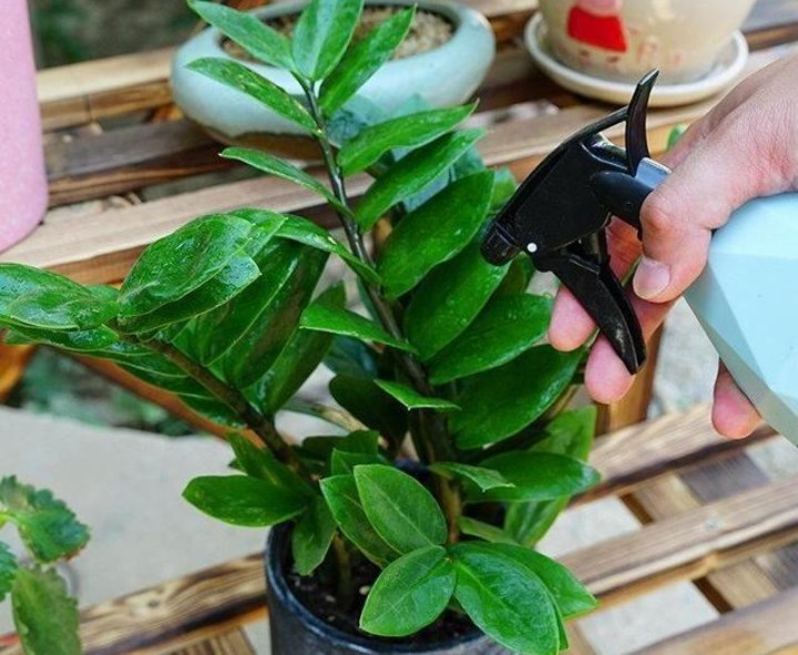 缺铁性黄叶用螯合铁还是硫酸亚铁,金钱树黄叶用什么药喷