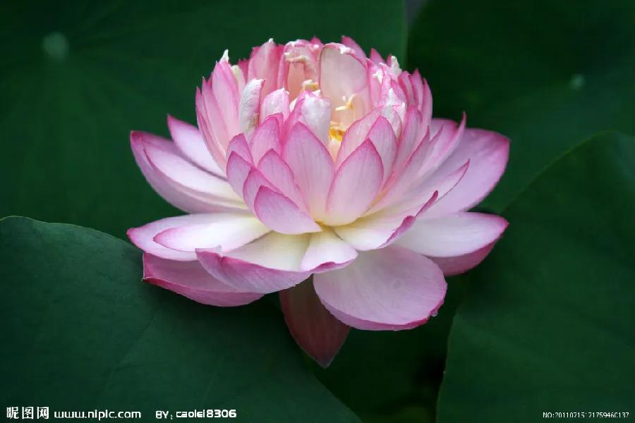 佛系最唯美的荷花图片,清新淡雅的荷花图片大全