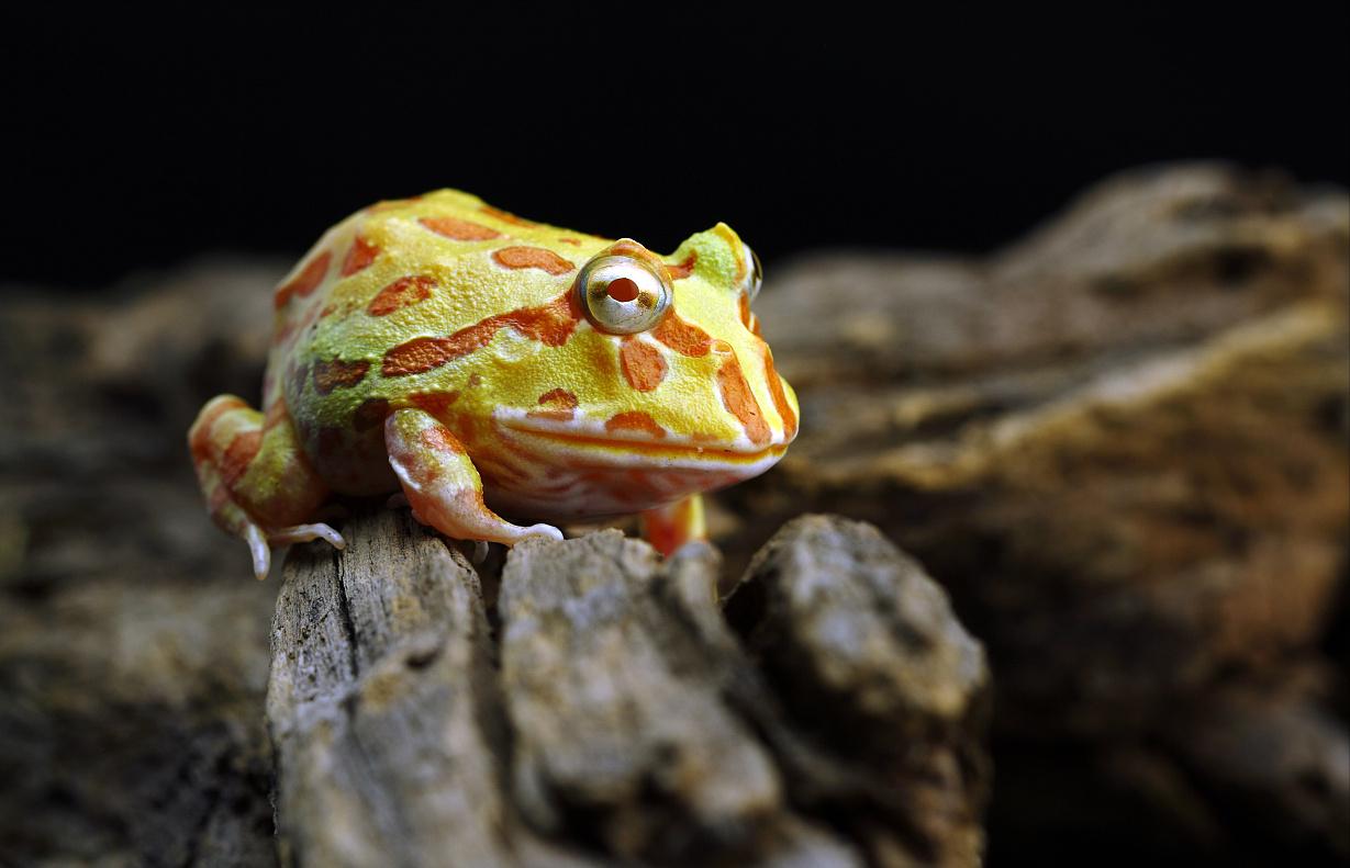 农村小伙养巴哥犬一年赚10万,小伙开宠物乐园年赚1800万