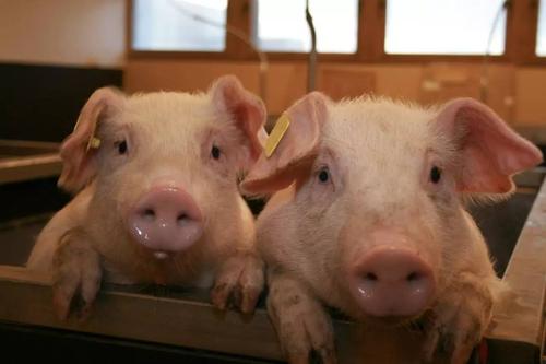 猪呕吐是怎么回事啊,猪呕吐是什么原因呢