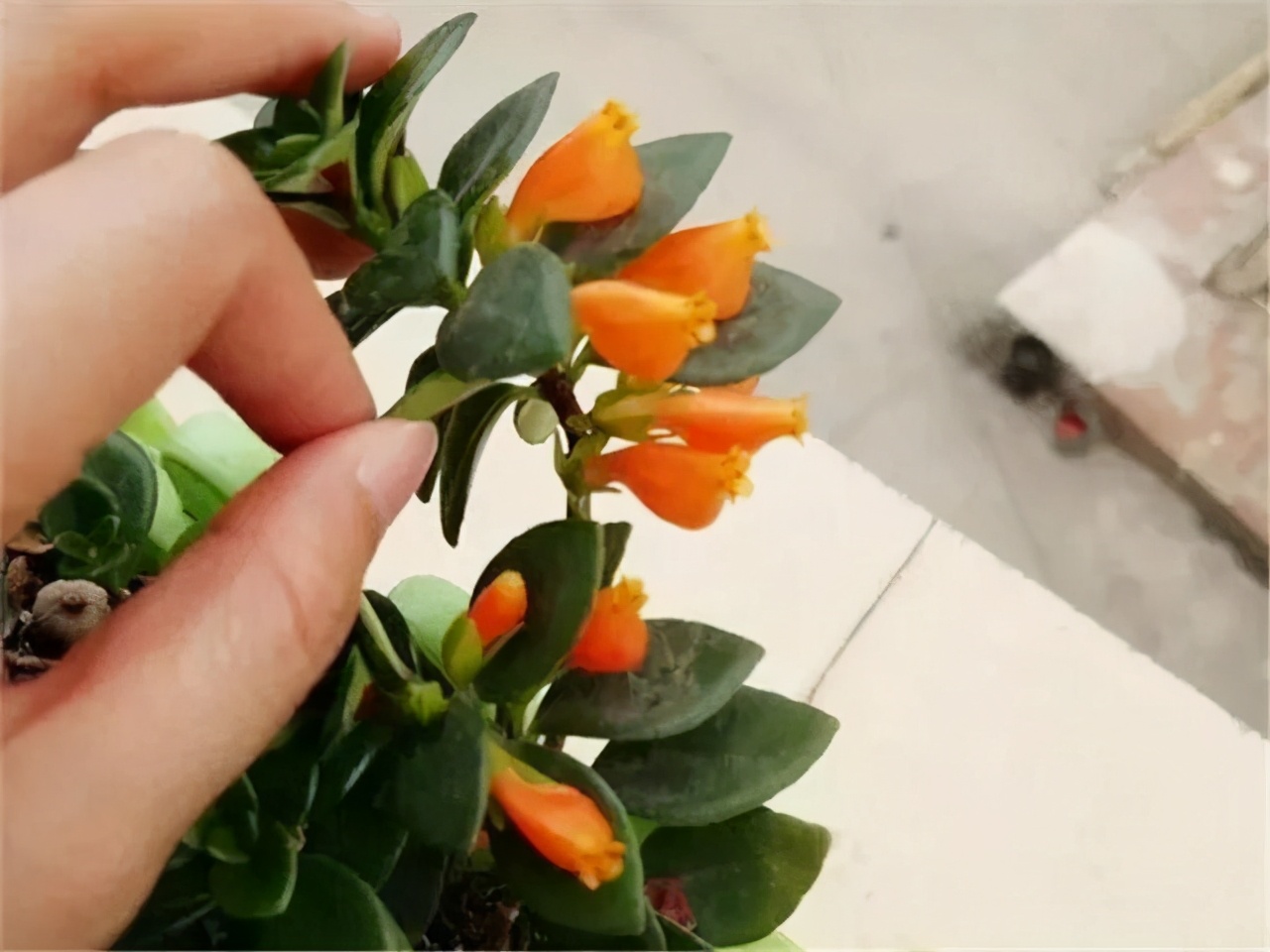 金鱼吊兰怎么养越养越亮,金鱼吊兰怎么养最旺盛