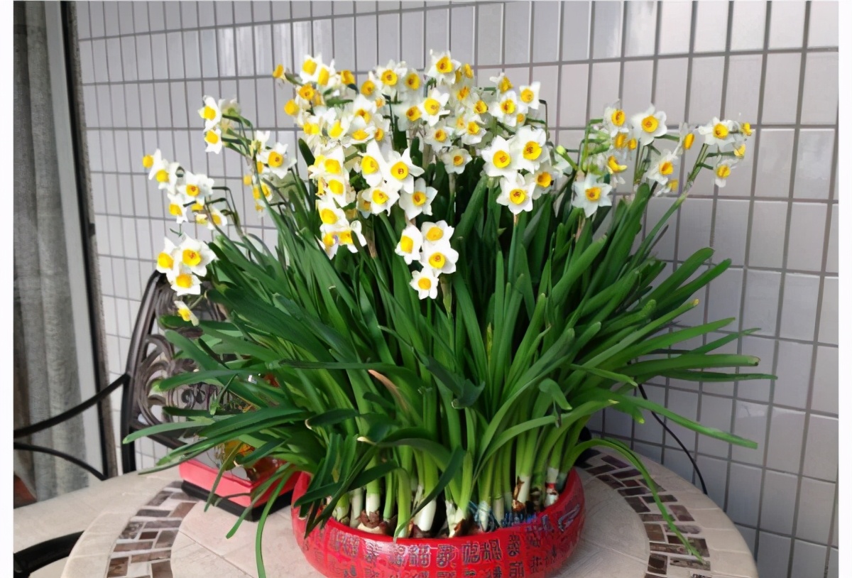 招财富贵花有哪些,高级富贵花给人带来吉祥好运