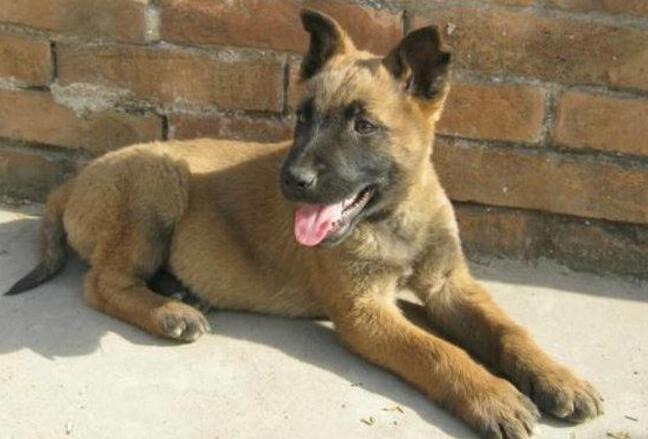 马犬咳嗽怎么治疗,40天左右的马犬咳嗽