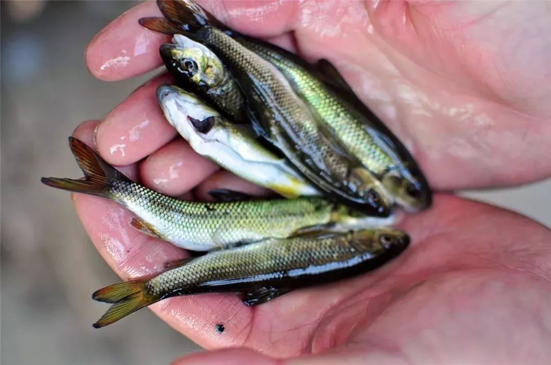 世界顶级淡水鱼大全,世界上顶级鱼类大全