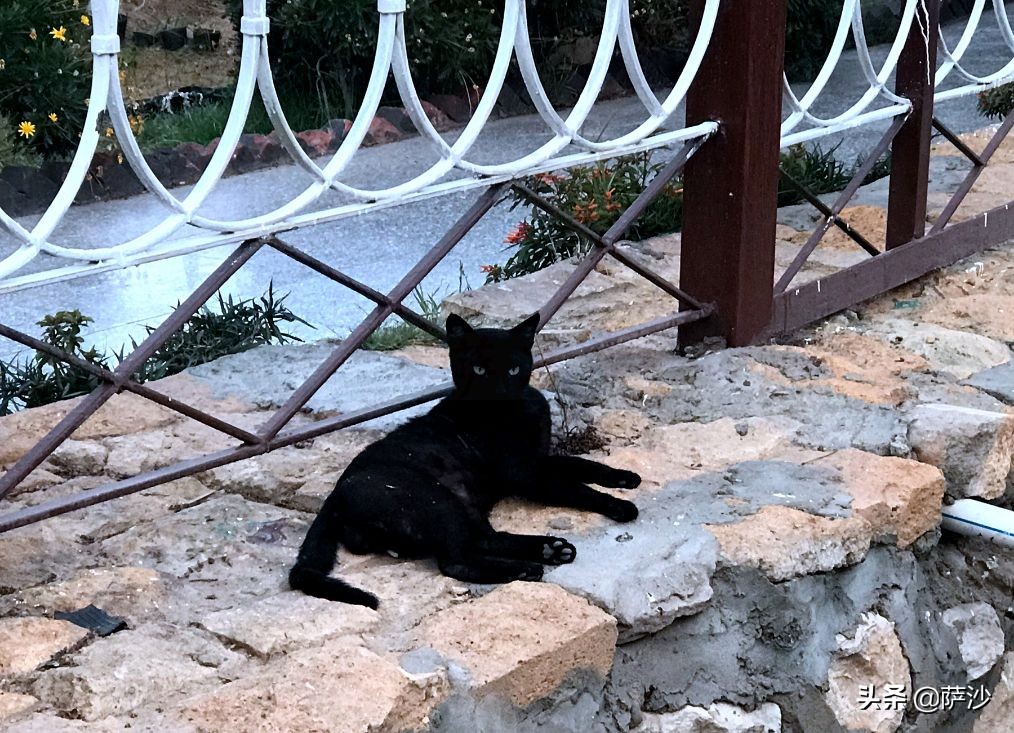 萨胖在埃及开罗差点遭遇*弹炸**袭击：萨沙埃及之旅第5天