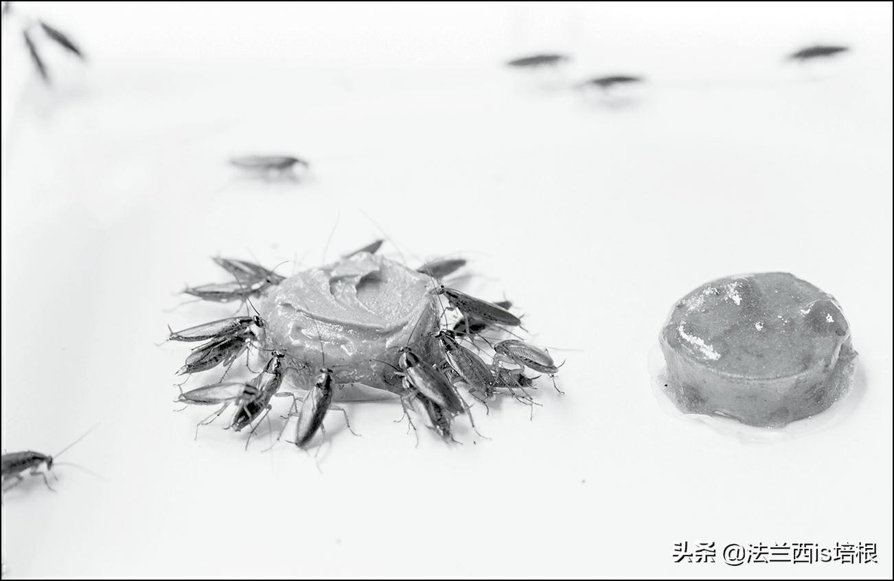 一代比一代强的家庭,蟑螂喜不喜欢吃糖