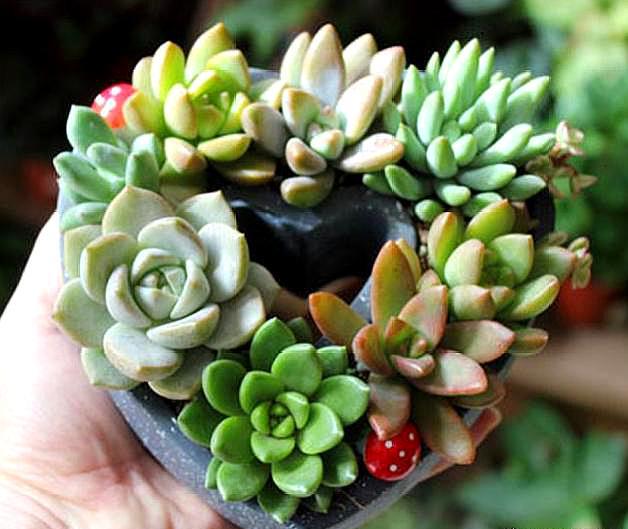 多肉徒长严重的怎么处理,多肉徒长补救最佳方法