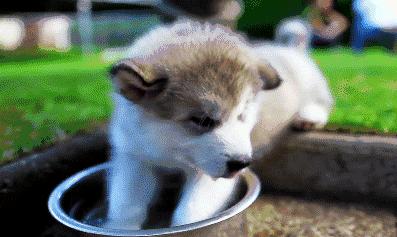 狗狗尿液颜色红褐色是什么原因,怎么知道狗狗尿在哪里