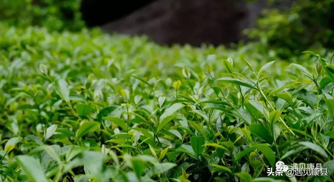 遇见康县丨遇见“万宝山”(一)