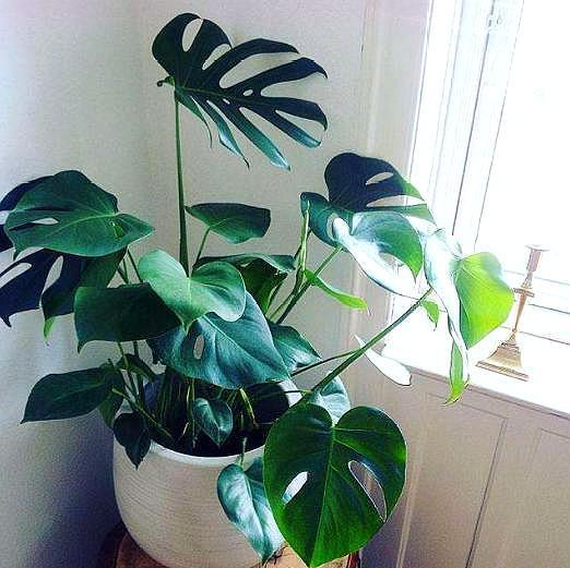 龟背竹的枝条扦插繁殖法,龟背竹弱枝扦插繁殖方法