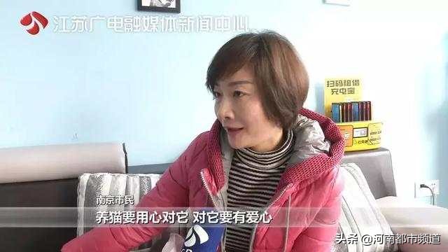 有人竟花1万给猫拉了双眼皮！网友炸锅：考虑过猫的感受吗？