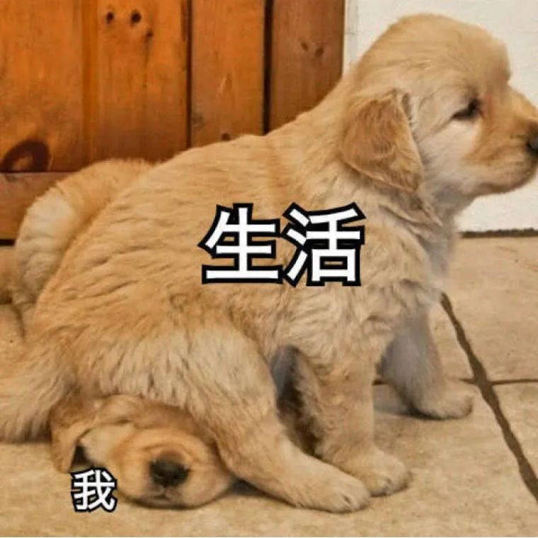 如何提高新股新债中签率,如何能提高新股中签率