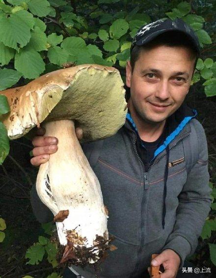 为啥俄罗斯大汉总是背着老婆钻树林？