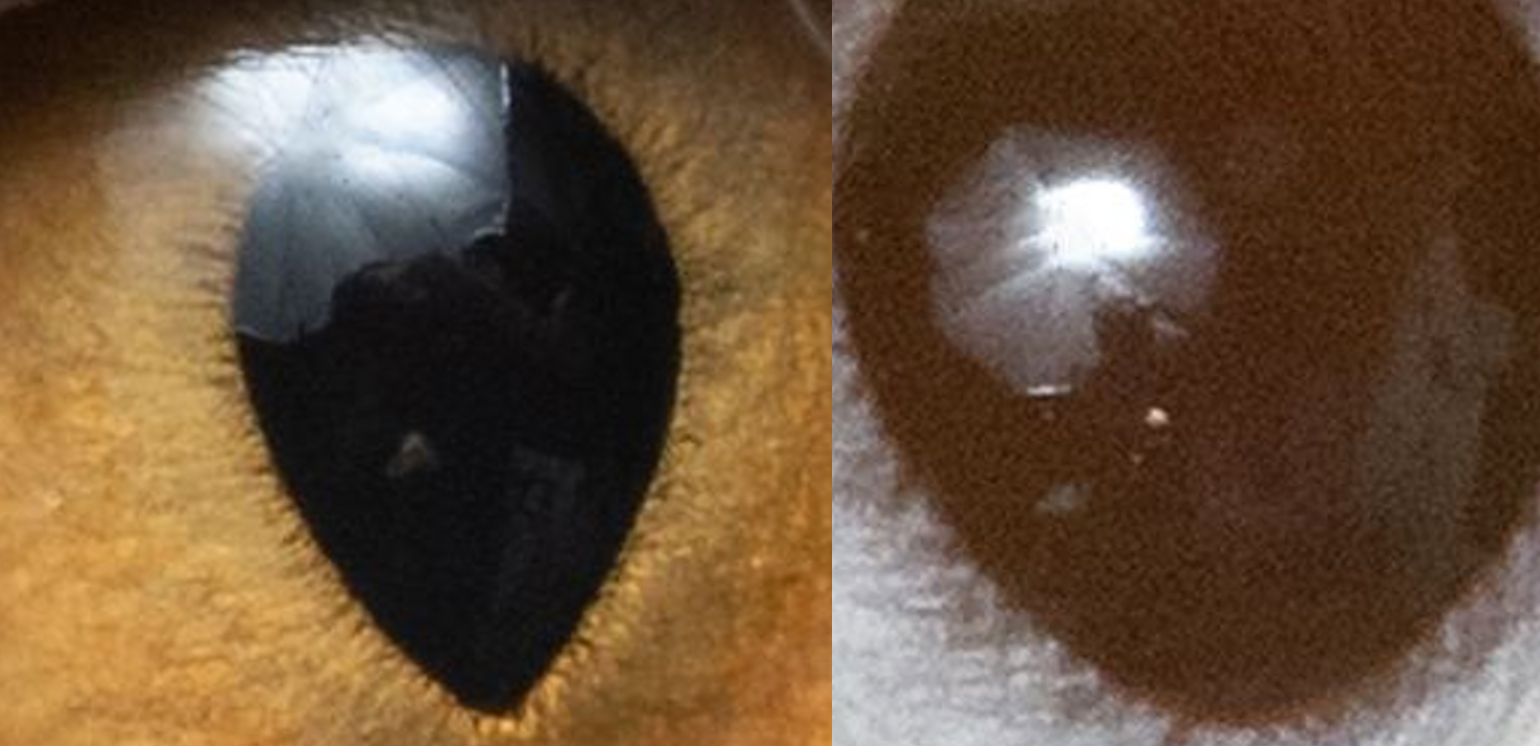 迟到的618好物推荐,618影像神器