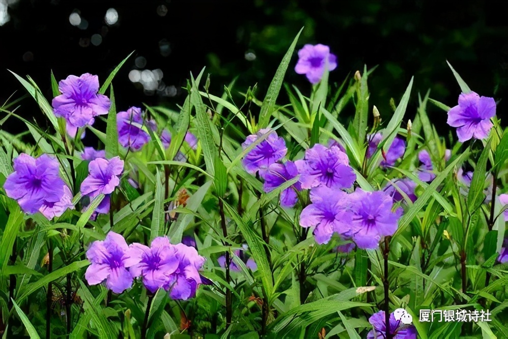 閾跺煄鍙よ瘲,閾跺煄璇楄瘝澶у叏