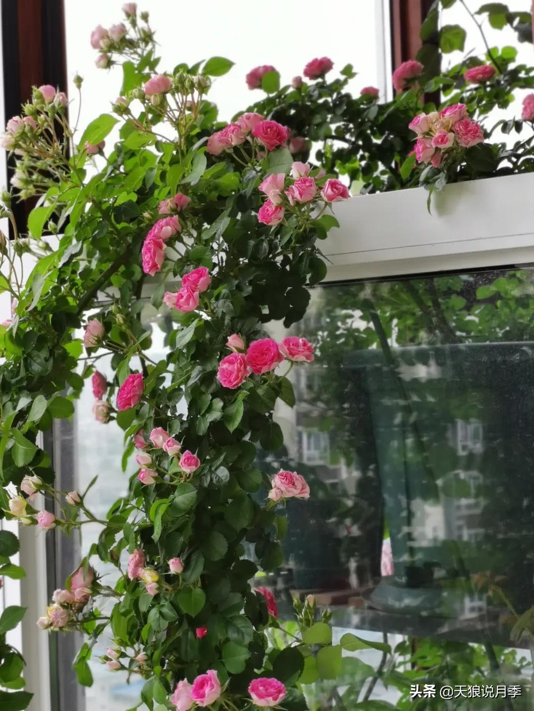 月季花是时候展现真正的技术了 (开春的第一波月季花就这么过去了)