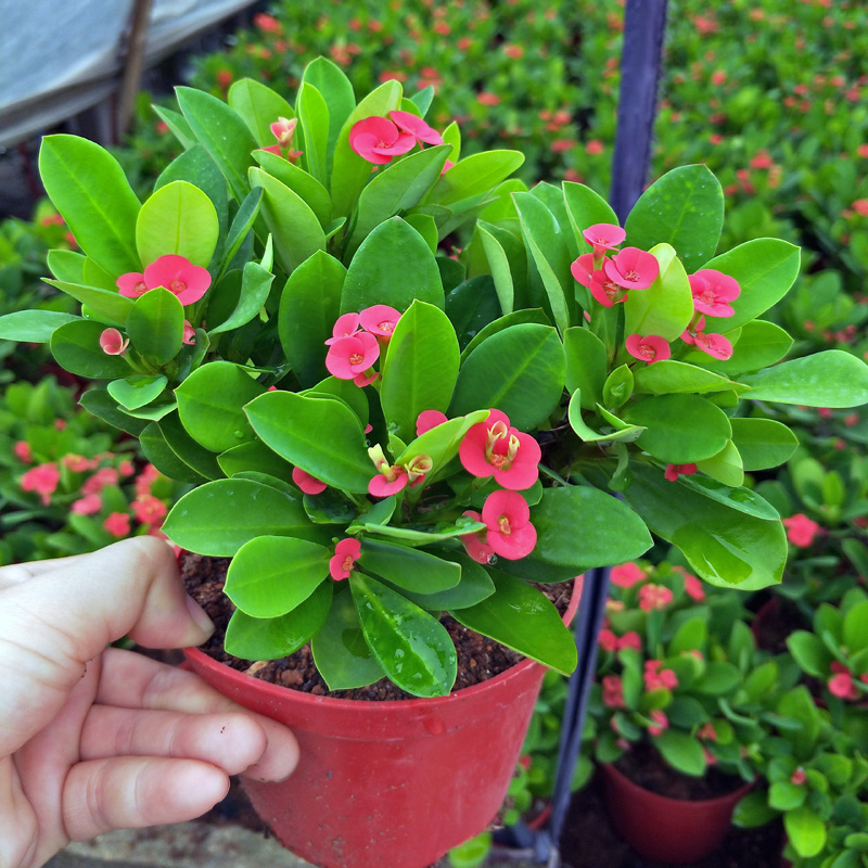 人养花花,人养花花养人哪些花养人