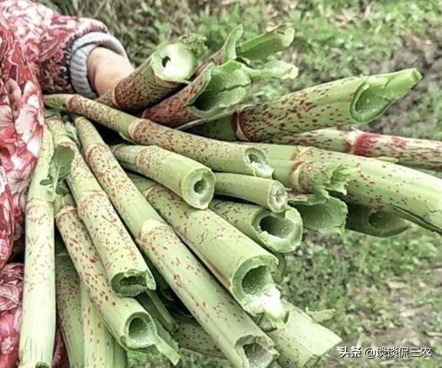 潮汕一种叫蛇总管的草药,蛇总管的别名